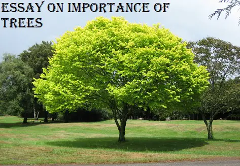 Essay On Importance Of Trees in Hindi