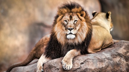 शेर पर निबंध- Essay on Lion in Hindi