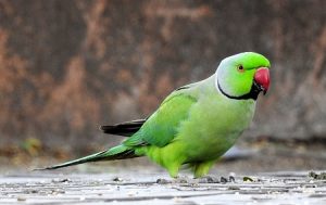 about parrot in hindi - Hindi Ki Guide