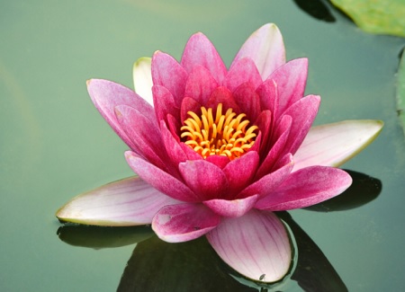 10 Lines on Lotus in Hindi