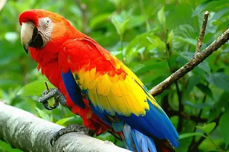 10 lines on parrot in Hindi
