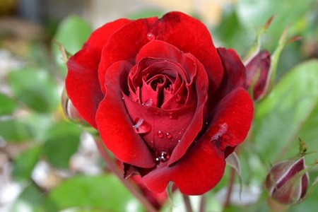 10 Lines about Rose in Hindi