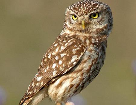 owl essay in hindi