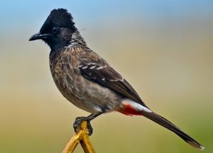 Nightingale image - Hindi Ki Guide