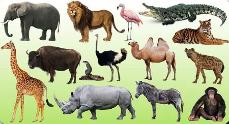 Animals name in Telugu & English