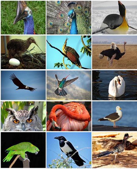Birds Name in Marathi- मराठी में पक्षियों के नाम