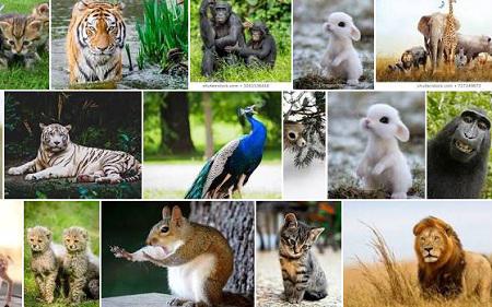 Animals Name in Tamil & English