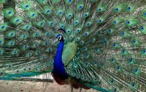 Information About Peacock In Hindi